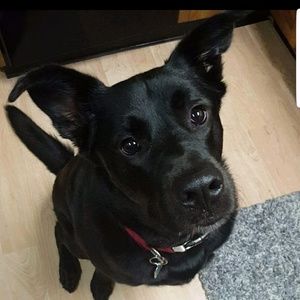 Meet your Posher, Max